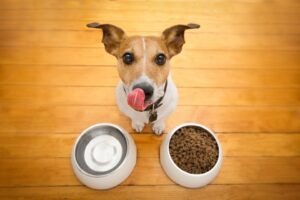 Dog waiting for food in the kitchen